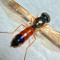 Sargus bipunctatus